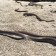 (Image: Planet Earth II)
